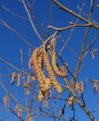 Alnus acuminata